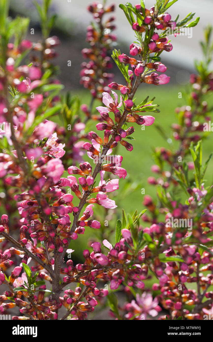 'Fire Hill' Zwerg russischen Mandel, Dvärgmandel (Prunus acaulis) Stockfoto