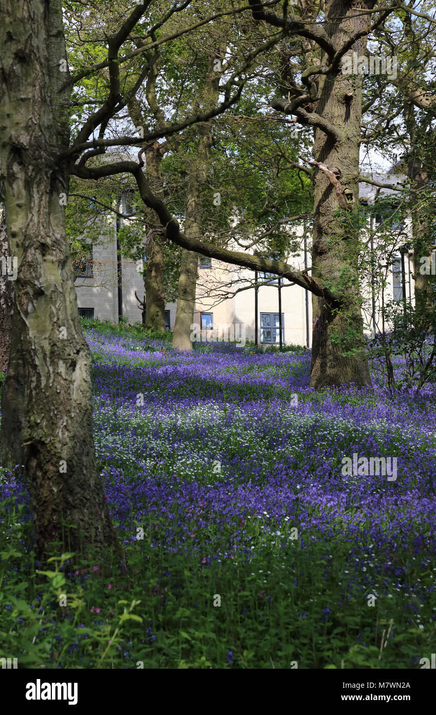 Bluebells in Wäldern, die Bestandteil des Campus an der Universität von Kent, Canterbury, Großbritannien. Stockfoto