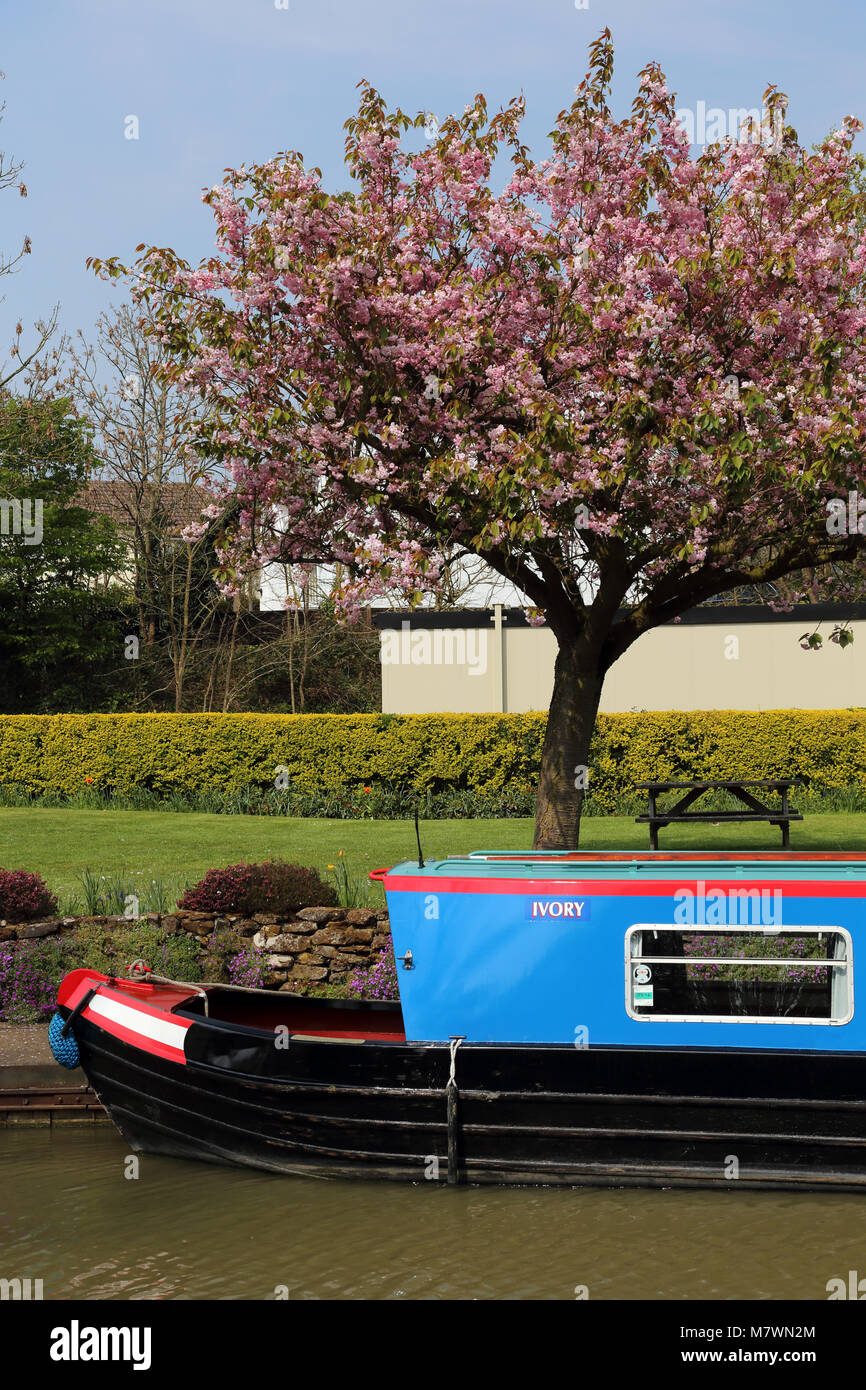 Eine blaue 15-04 Name "Elfenbein" auf dem Grand Union Canal Linslade, Bedfordshire, Großbritannien, mit einem Kirschbaum hinter sich. Stockfoto