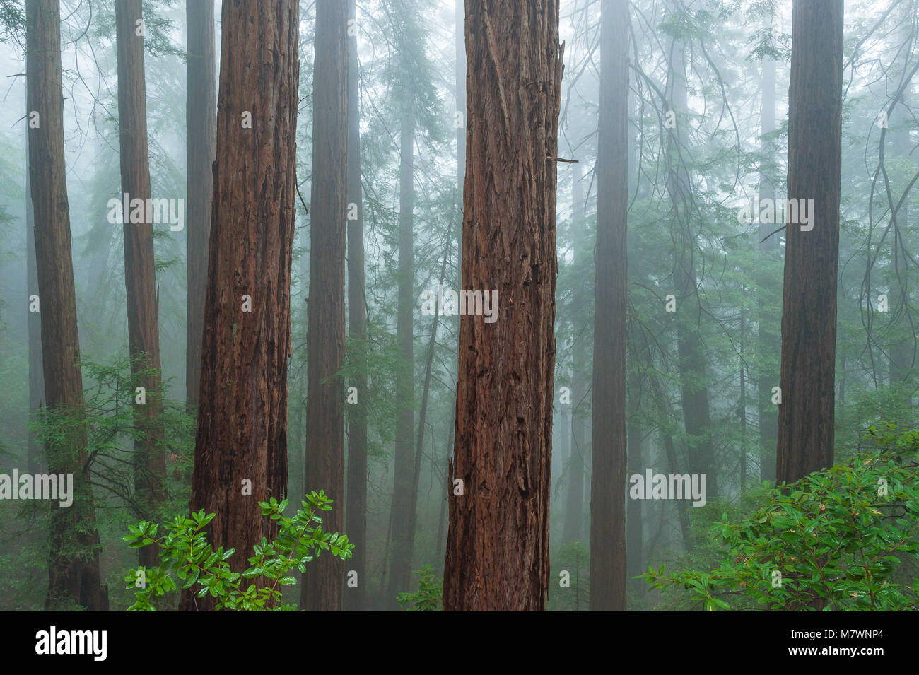 Küstennebel, Mammutbäume, Sequoia sempervirens, Muir Woods National Monument, Marin County, Kalifornien Stockfoto