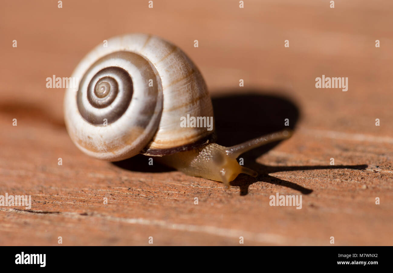 Schnecke gleiten auf den Holz- Textur Stockfoto