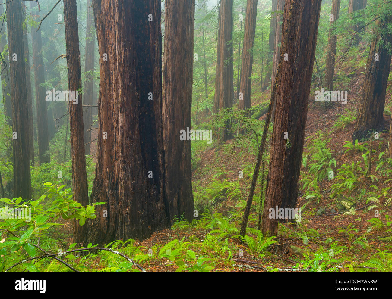 Küstennebel, Mammutbäume, Sequoia sempervirens, Muir Woods National Monument, Marin County, Kalifornien Stockfoto