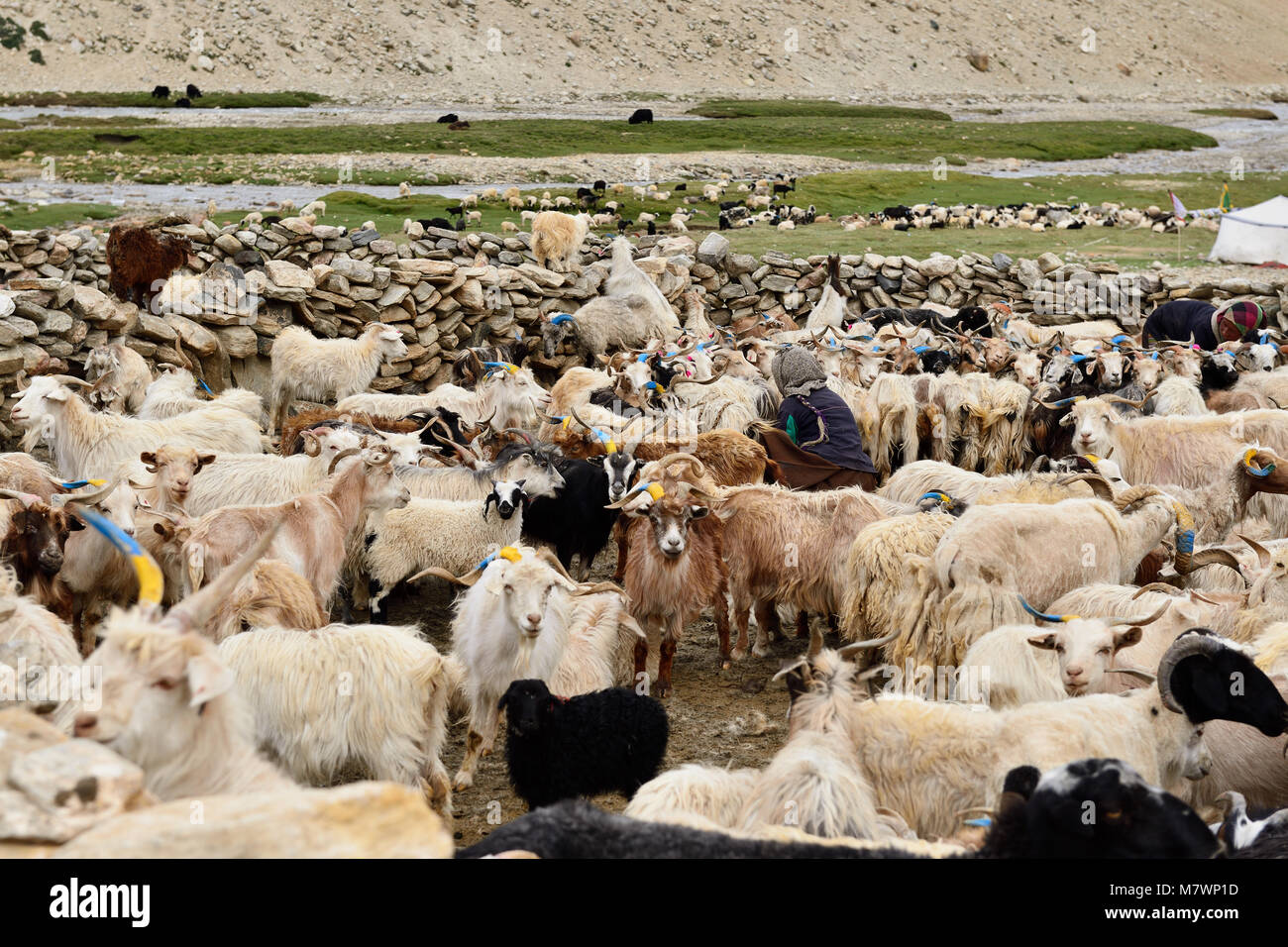 Zuflucht der Changpa sind ein semi-nomadischen Tibeter vor allem in dem Changtang in Ladakh und in Jammu und Kaschmir. Indien Stockfoto