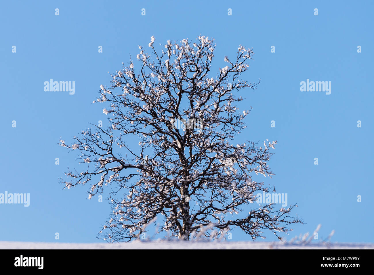 Singel Baum, einsamer Baum, mountan Top, finnmark Stockfoto