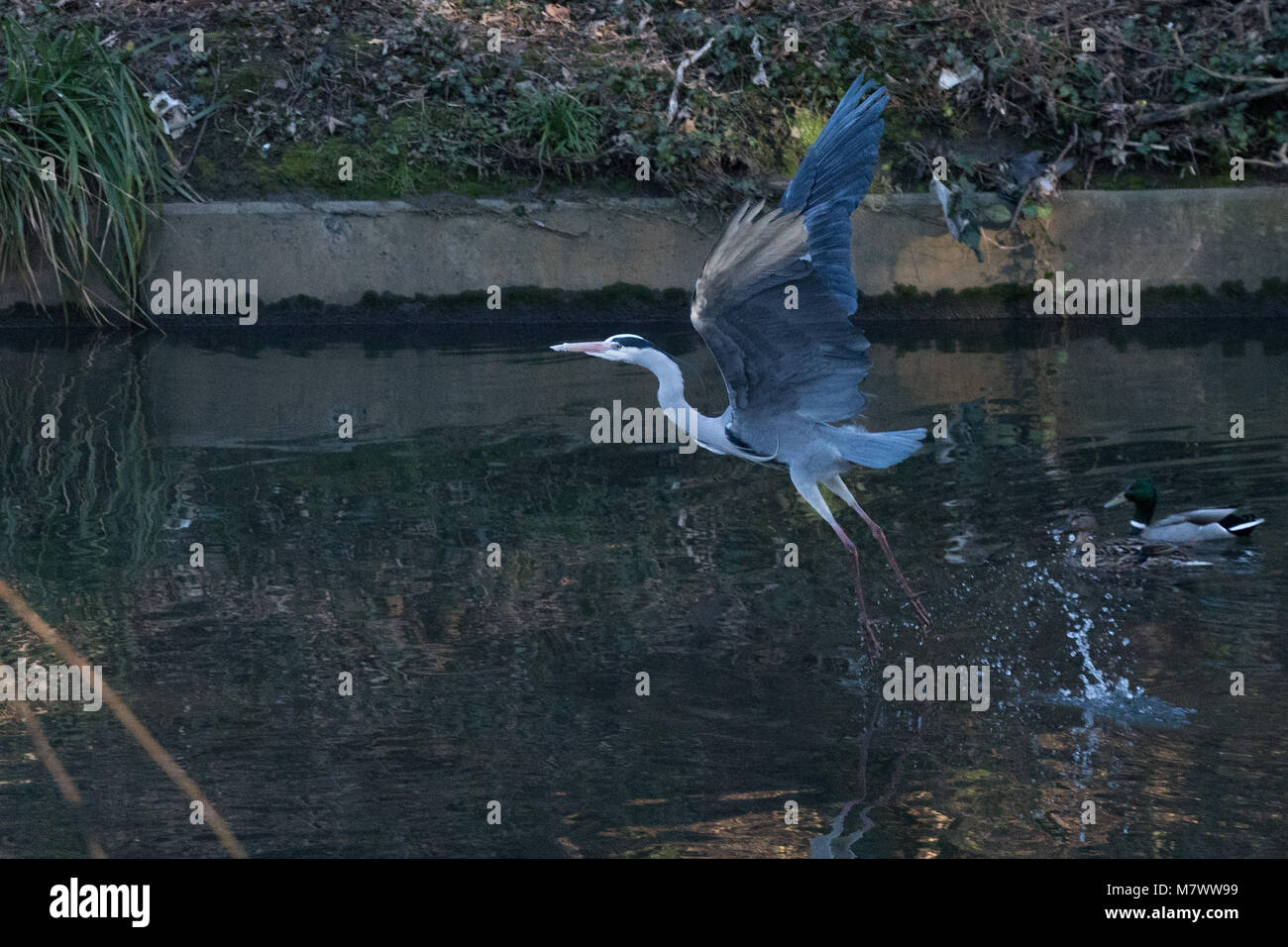 Ein Kran (Vogel) nimmt Flug auf dem Fluss Brent in West London. Foto Datum: Sonntag, 25 Februar, 2018. Foto: Alamy Stockfoto