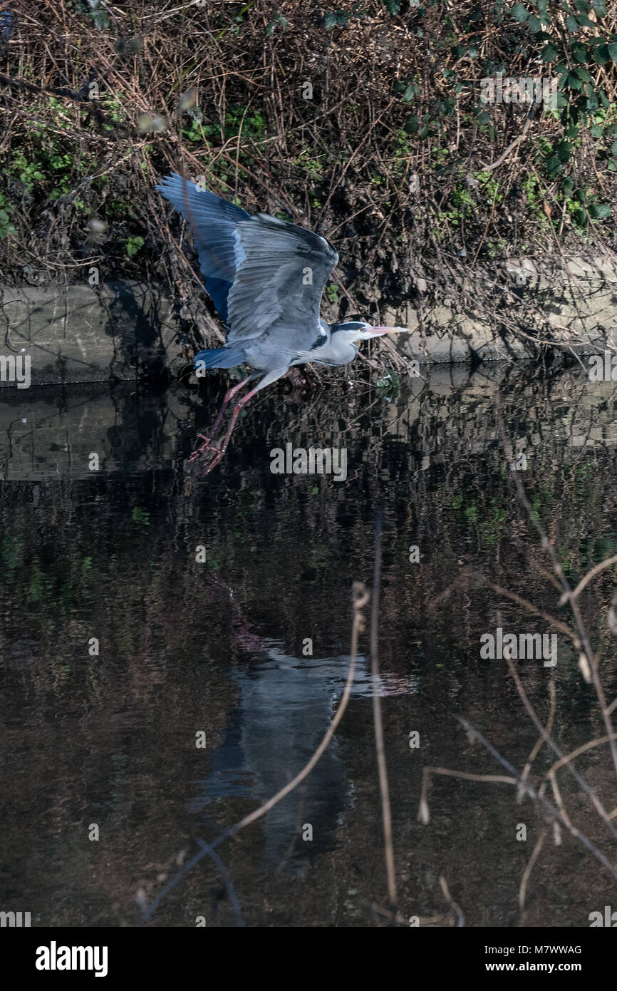 Ein Kran (Vogel) nimmt Flug auf dem Fluss Brent in West London. Foto Datum: Sonntag, 25 Februar, 2018. Foto: Alamy Stockfoto