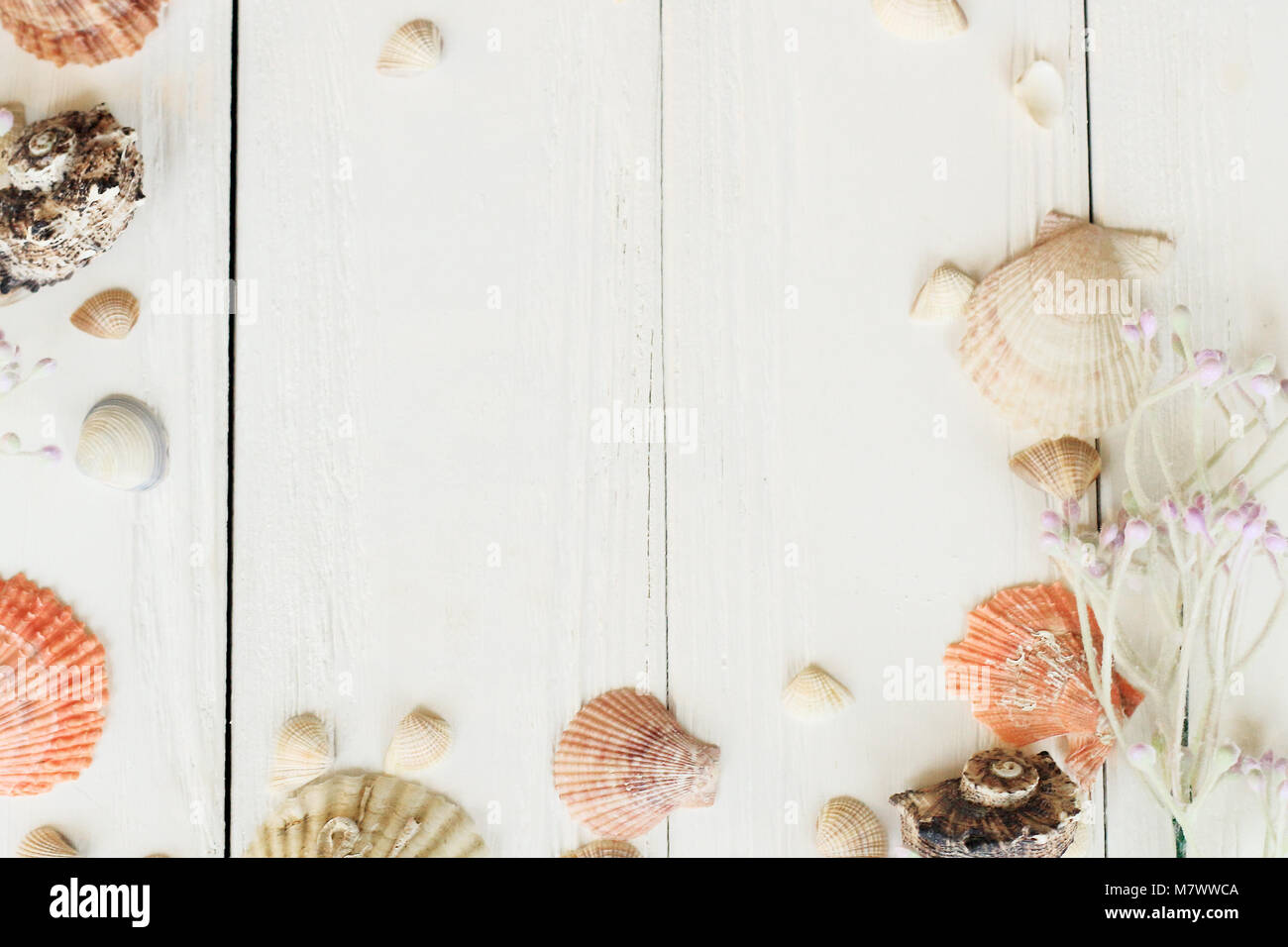 Natürliche Muscheln auf Holzplatten. Seaside Hintergrund Konzept. Platz für Text Stockfoto