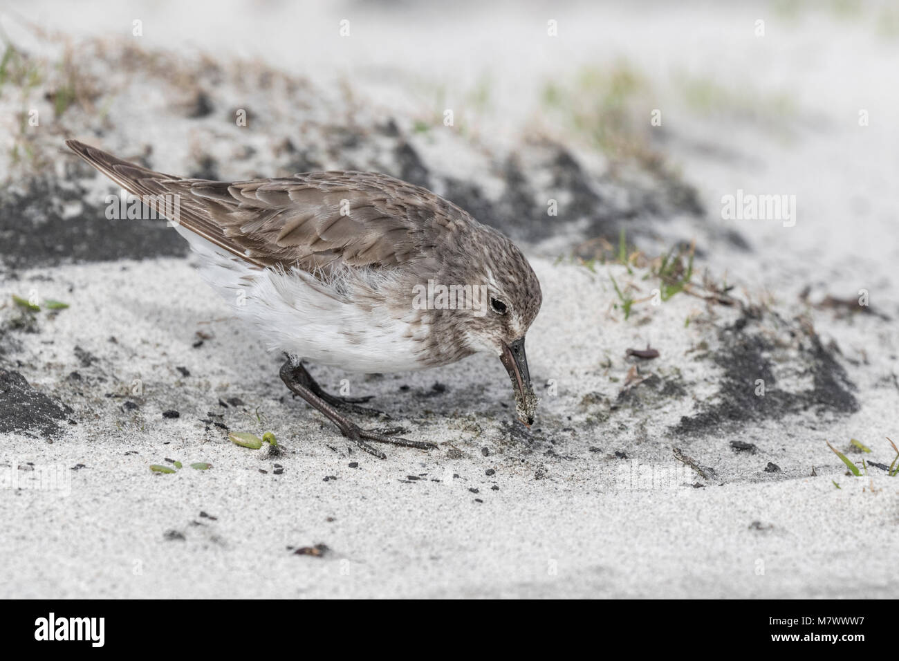 Weiß rumped Sandpiper Stockfoto