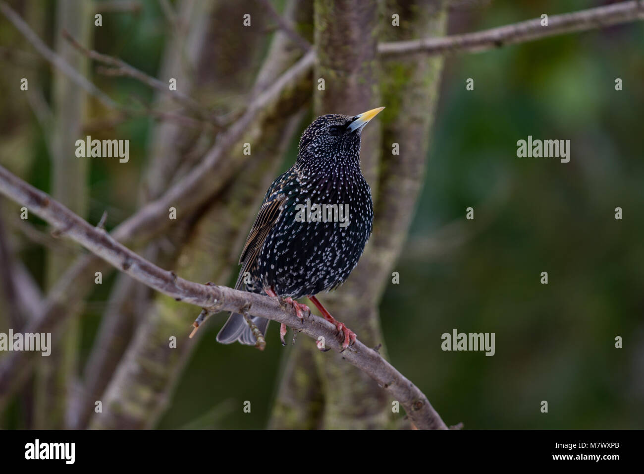 Starling. Sturnus vulgaris. Portrait von Alleinstehenden im Winter Gefieder. West Midlands. . Britische Inseln Stockfoto