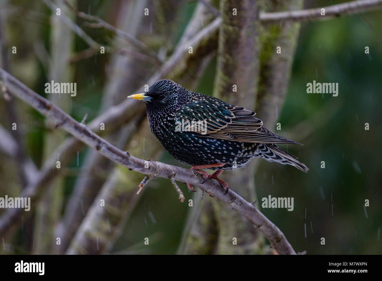 Starling. Sturnus vulgaris. Portrait von Alleinstehenden im Winter Gefieder. West Midlands. Britische Inseln Stockfoto