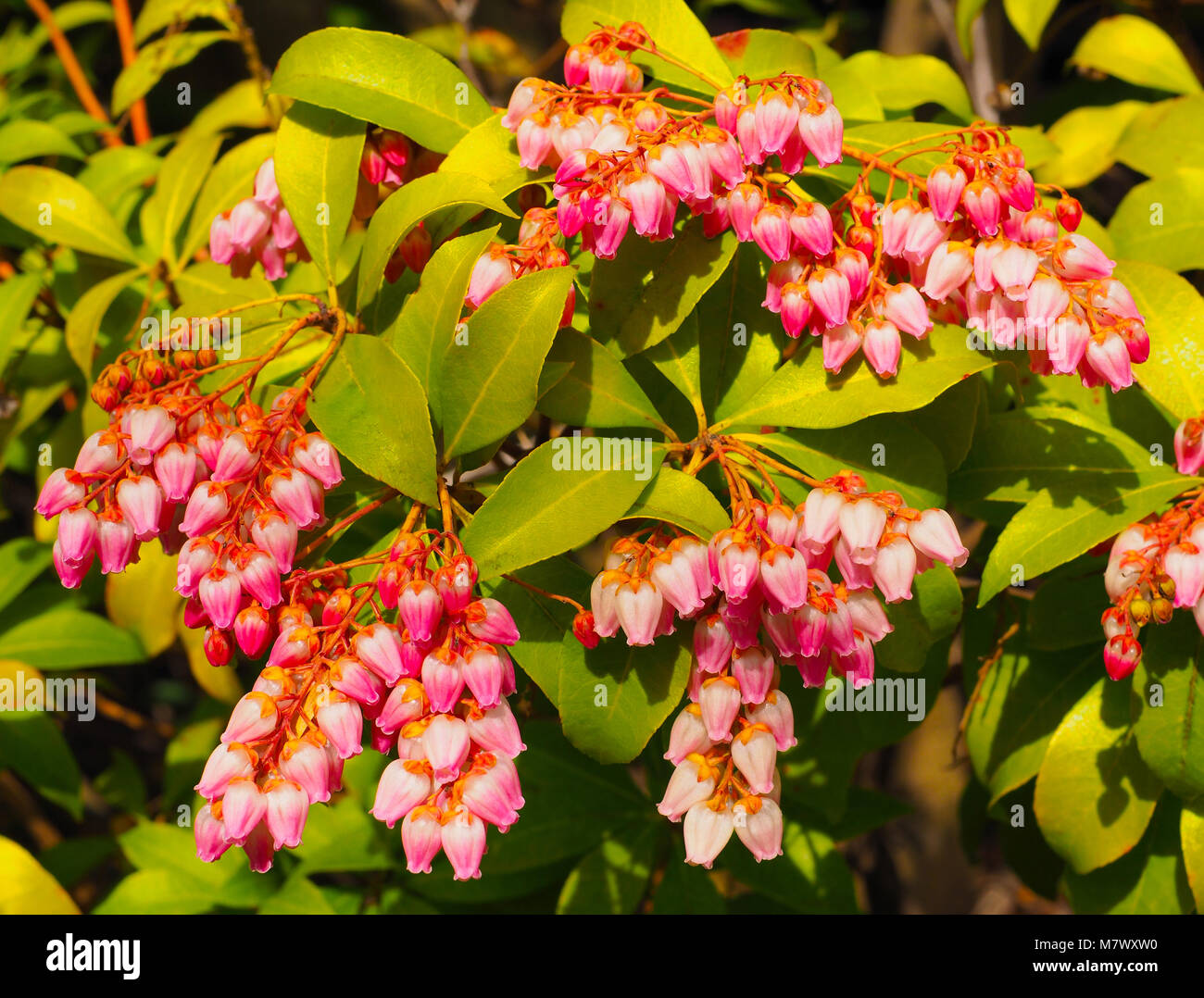 pix Japonica Bush Photos alamy