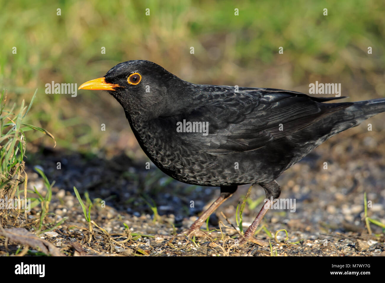 Die gemeinsame Amsel ist, eine Art des echten Soor. Es ist auch Eurasischen Blackbird, oder einfach Blackbird genannt. Stockfoto