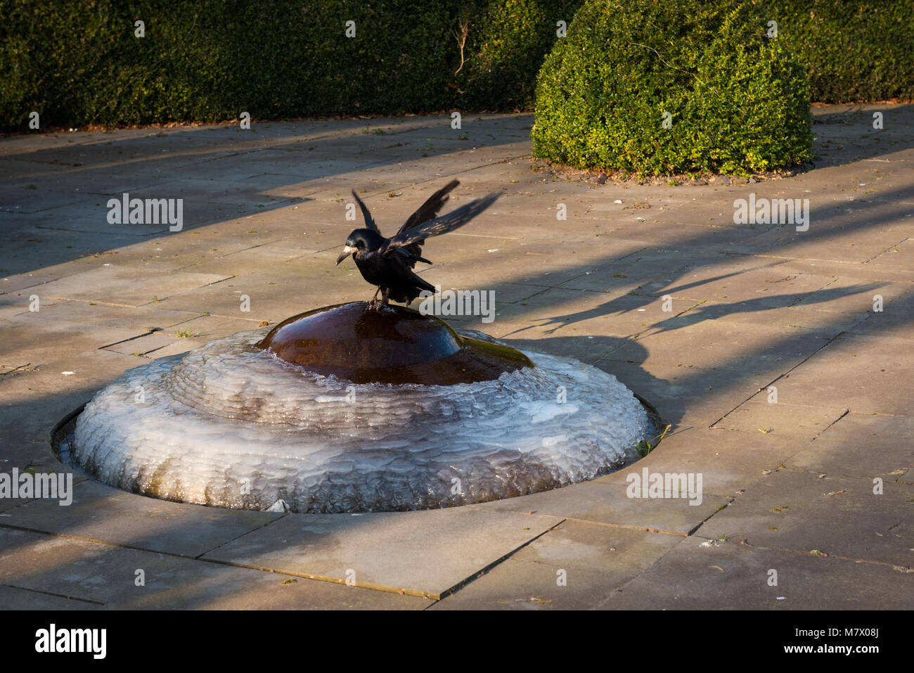 Einsamer Rabe sitzt und trinkt auf einem gefrorenen kleinen Springbrunnen in städtischer Umgebung Stockfoto