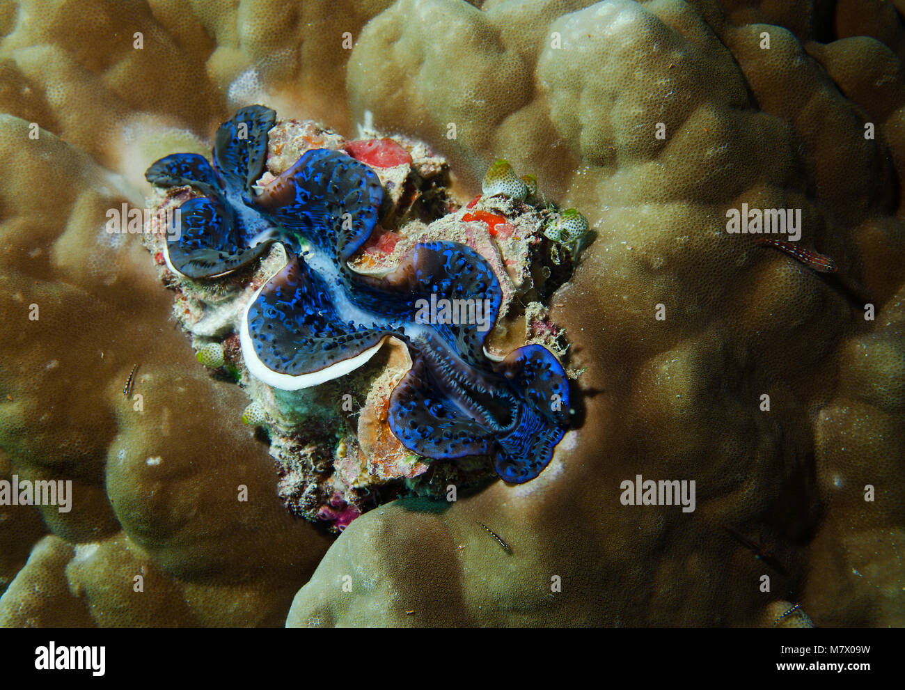 Maxima clam, Tridacna Maxima, auf Korallenriff, Malediven Bathala Stockfoto