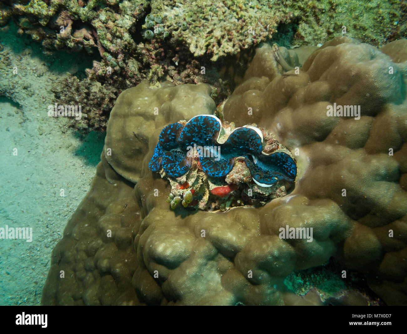 Maxima clam, Tridacna Maxima, auf Korallenriff, Malediven Bathala Stockfoto