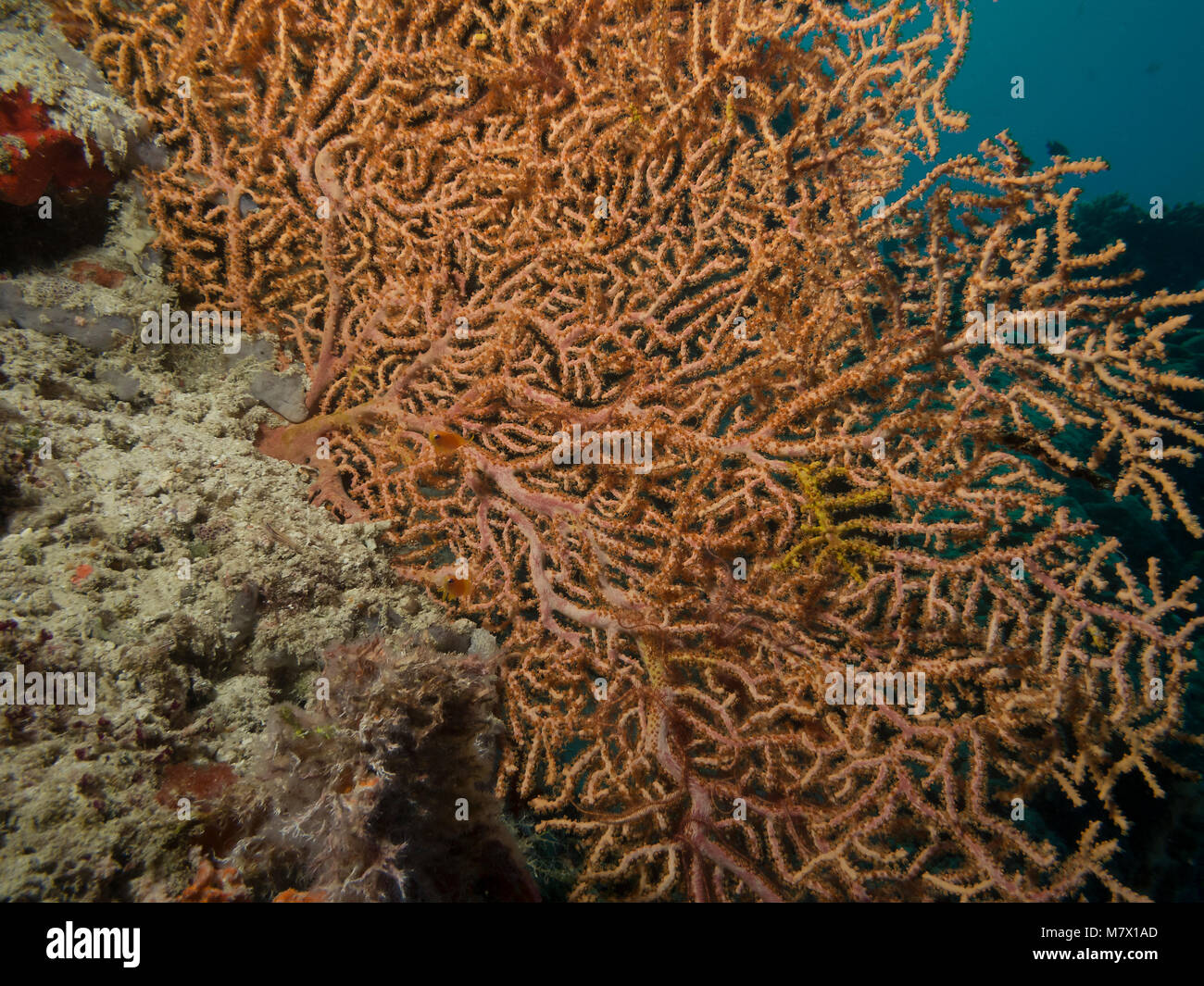 Suenson die Schlangensterne, Ophiothrix suensonii, auf eine Orange fan Coral, Bathala, Malediven Stockfoto