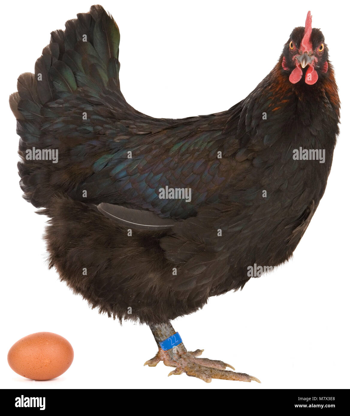 Marans Huhn, schwarze Henne mit einem Bein Ring und Ei Stockfoto