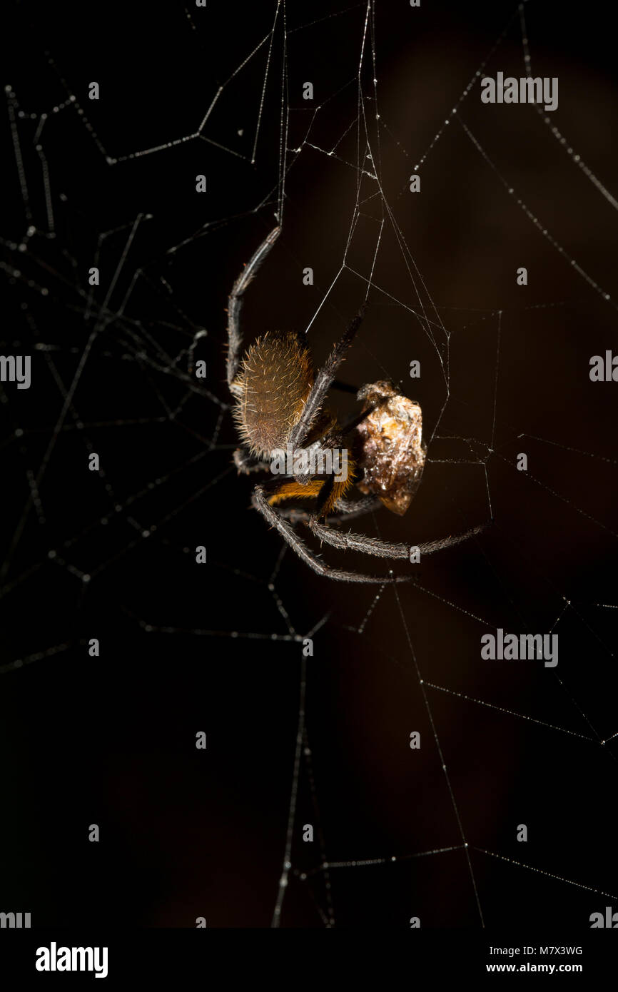 Spinne mit Beute im Dschungel bei Raleighvallen Naturschutzgebiet, Suriname, Südamerika Stockfoto