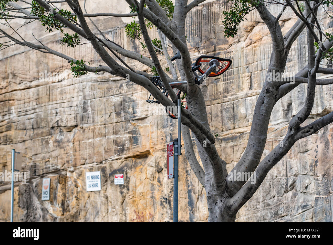 Eines der vielen neuen Fahrräder in Sydney zur Verfügung beschädigt wurde und hoch in einem Baum in der inneren Stadt Stadtteil Pyrmont platziert Stockfoto