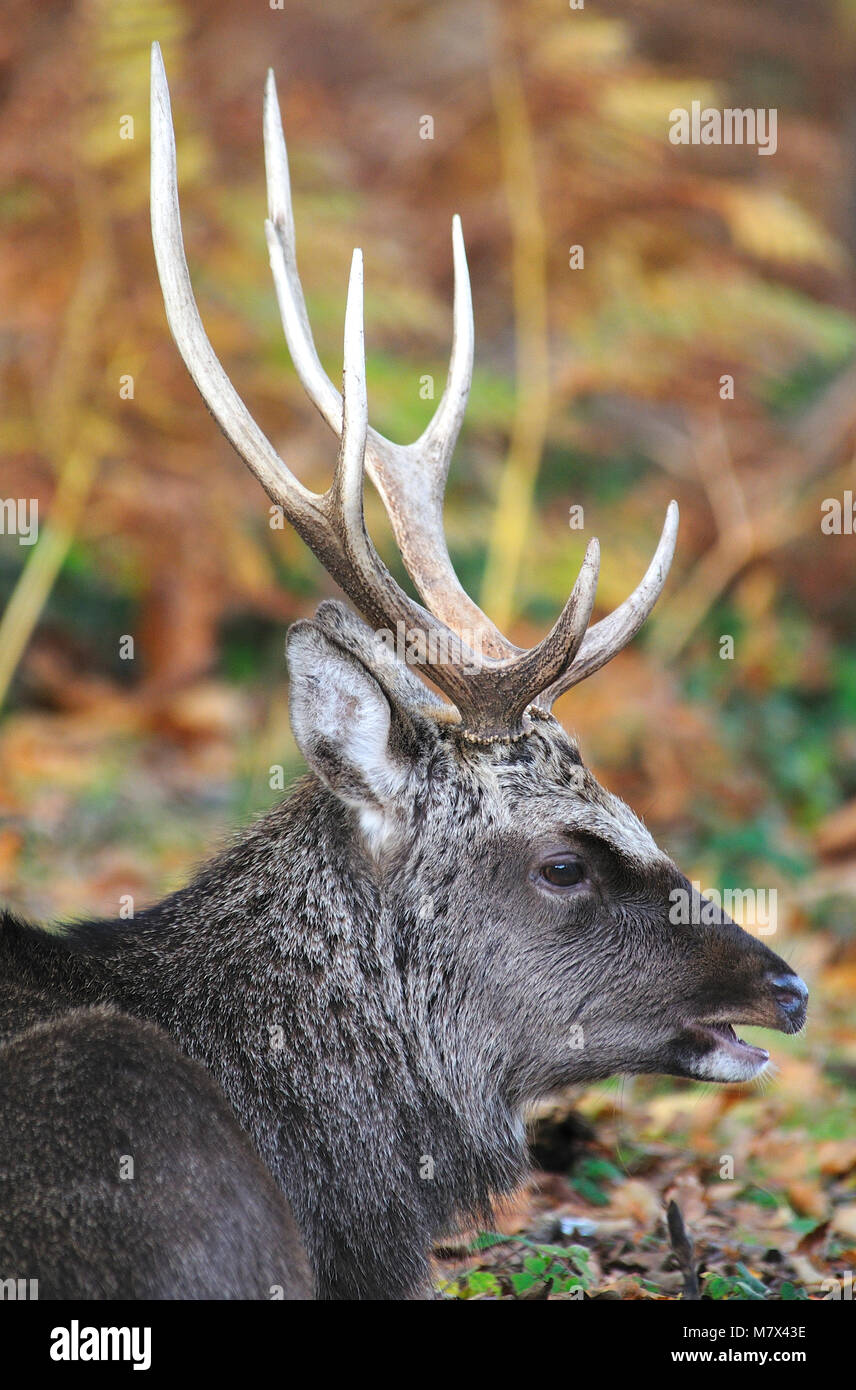 Sika Hirschen während der Brunft ruht. Arne, Dorset, Großbritannien November Stockfoto