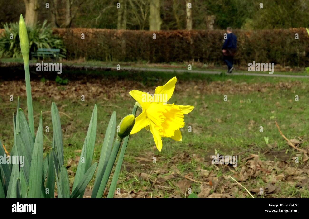 Frühling in Cardiff, Bute Park, am Freitag, den 17. Februar 2017. Stockfoto