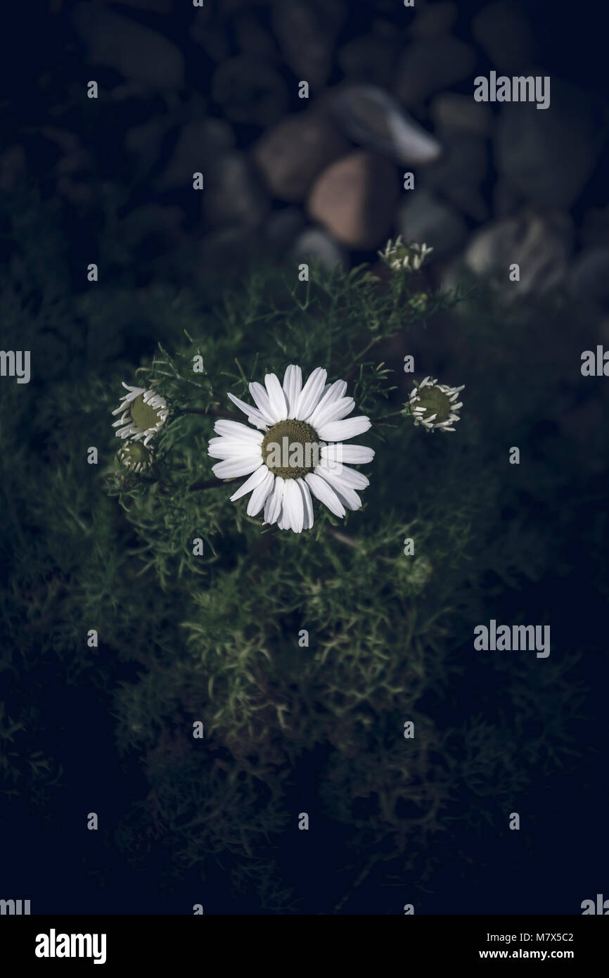 24:00 Uhr daisy Stockfoto