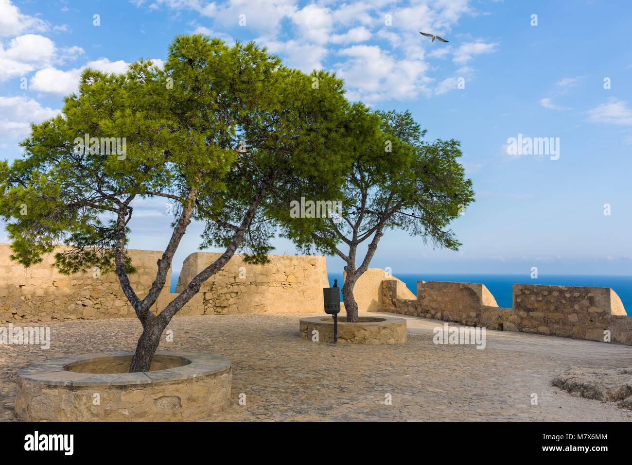 Pinien auf der Burg Santa Barbara in Alicante, Spanien. Stockfoto