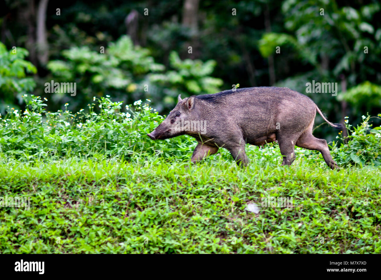 Wilde Sau läuft Stockfoto