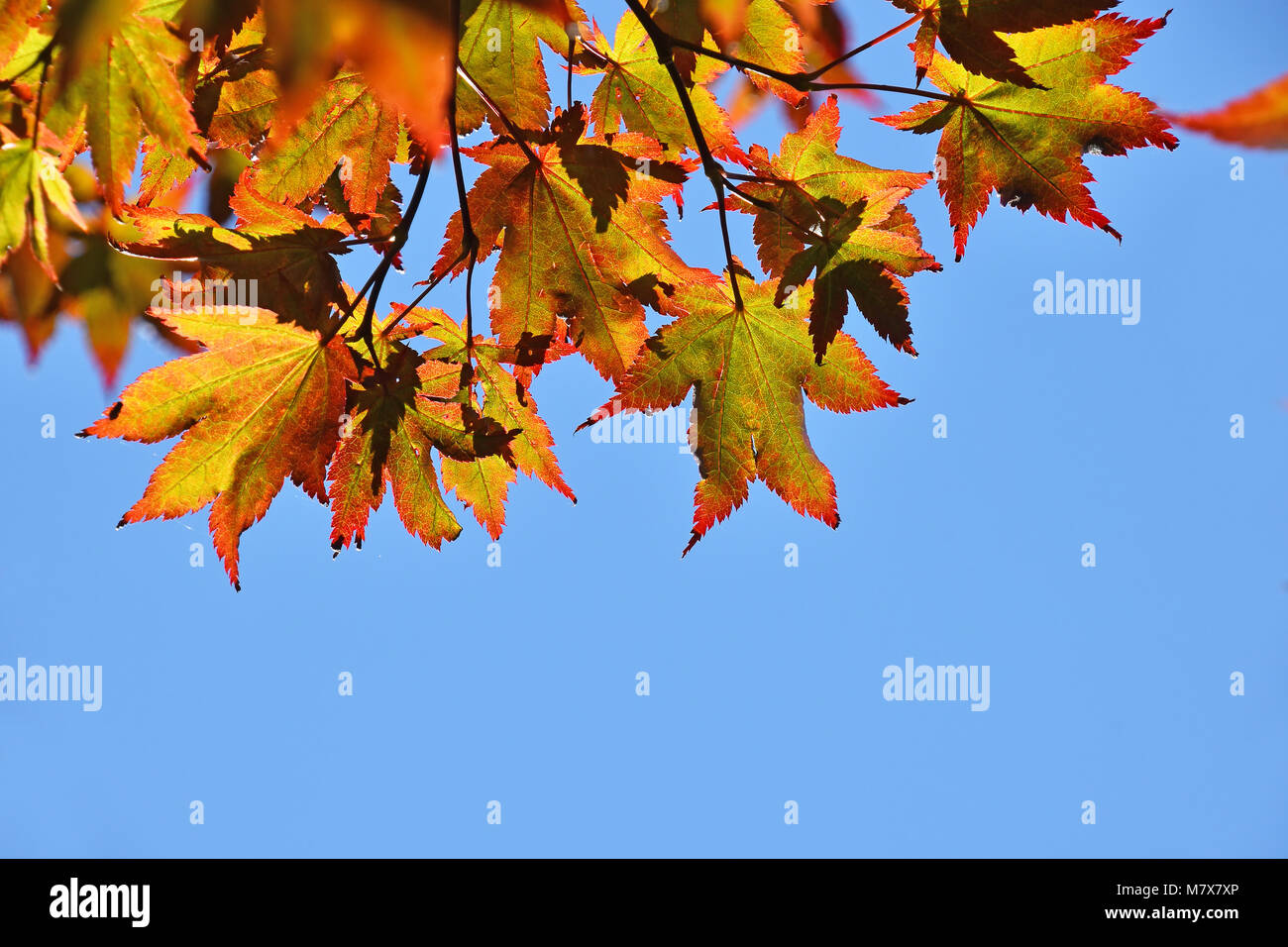 Schließen bis Herbst Farben von rot, orange und gelb Japanischen Acer oder Ahorn Blätter über klaren blauen Himmel, Low Angle View Stockfoto