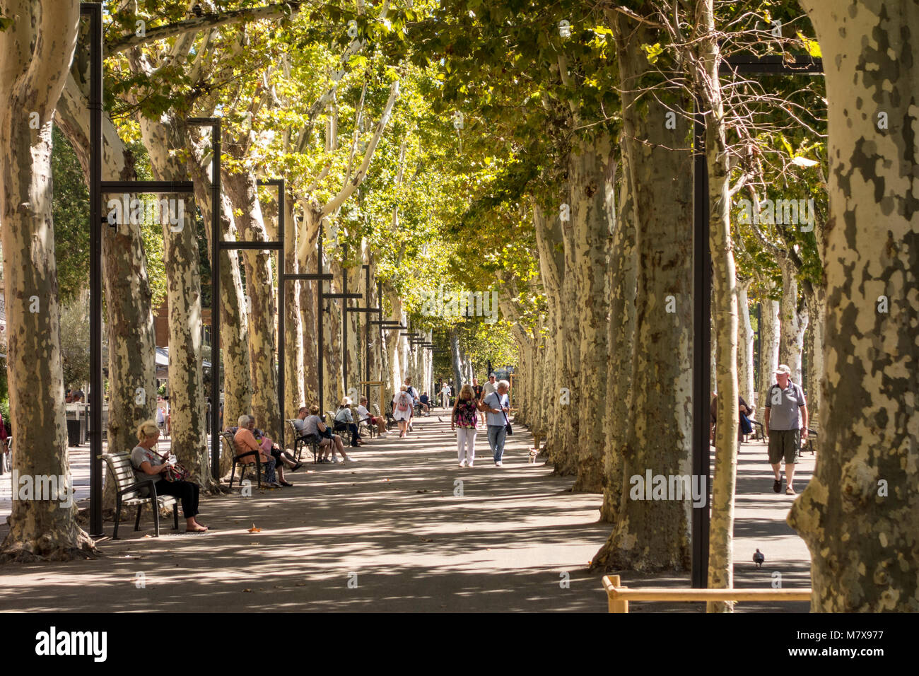 Menschen entspannen im Schatten, Fläche mit Bäumen gesäumten Cours de la Republique Avenue, Narbonne, Royal, Frankreich Stockfoto
