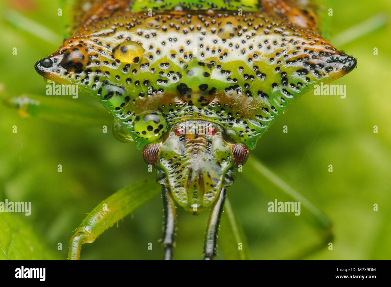 Nahaufnahme der Kopf einer Hawthorn Shieldbug (Acanthosoma haemorrhoidale) im tautropfen bedeckt. Tipperary, Irland Stockfoto