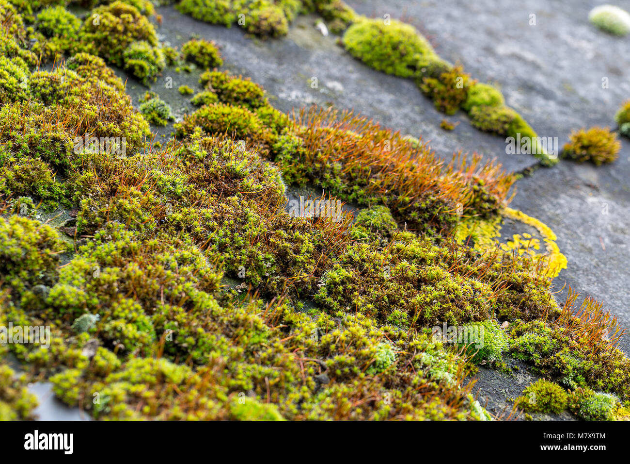 Grünes Moos auf Schiefer Dachziegel Stockfoto