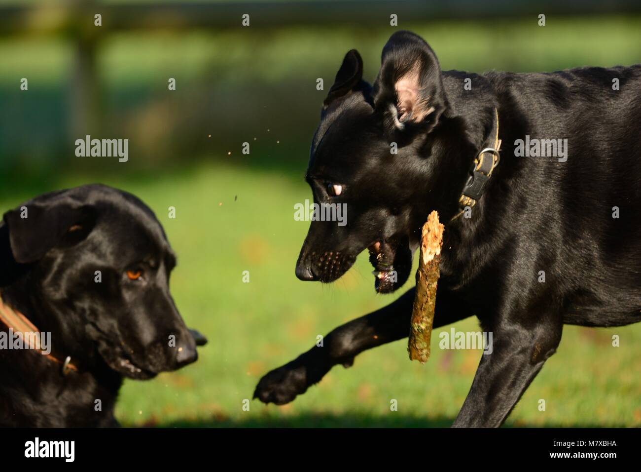 Zwei schwarze Labradors spielt mit einem Stock in den