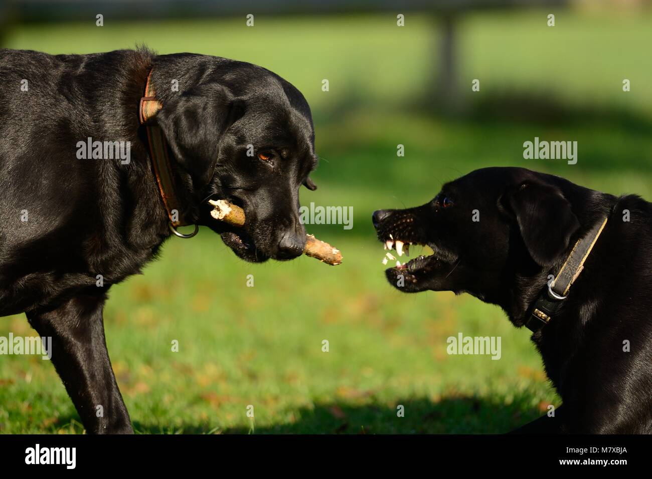 Zwei schwarze Labradors spielt mit einem Stock in den