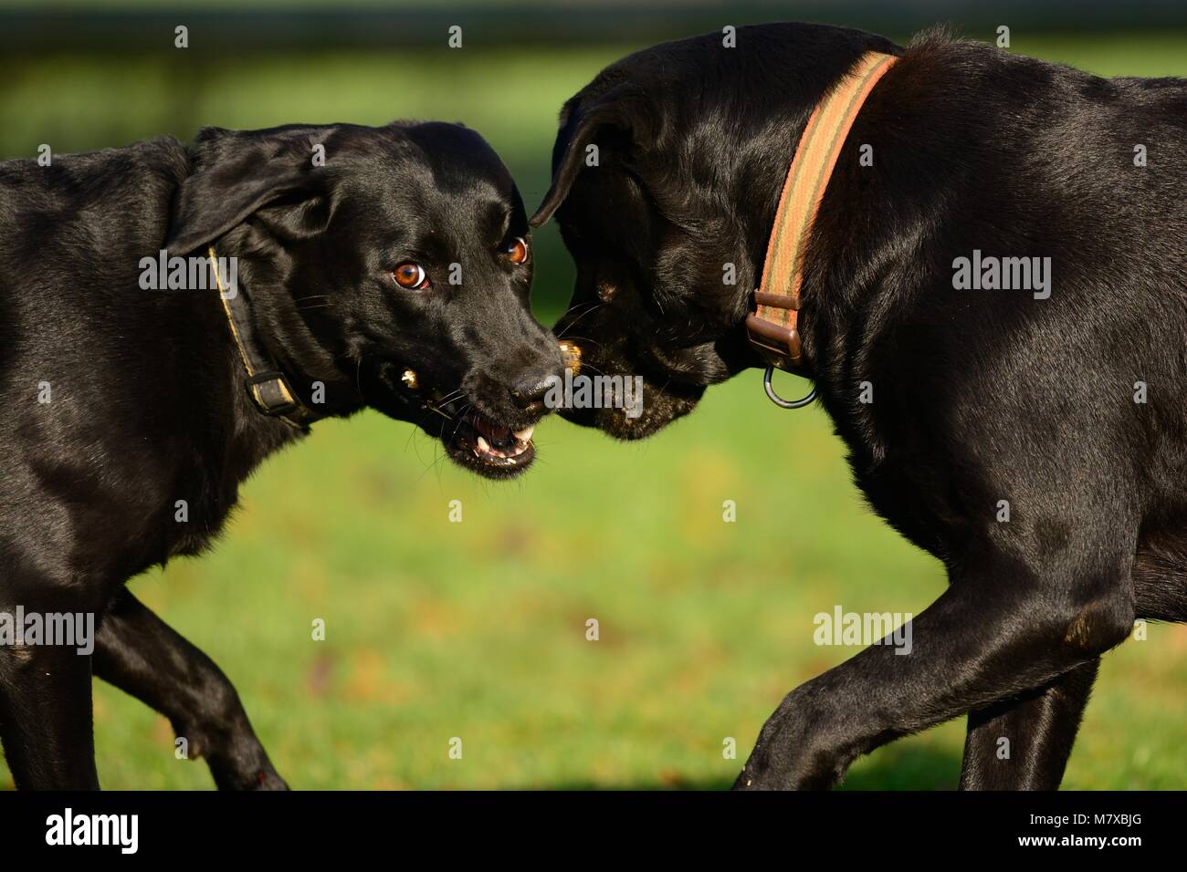 Zwei schwarze Labradors spielt mit einem Stock in den