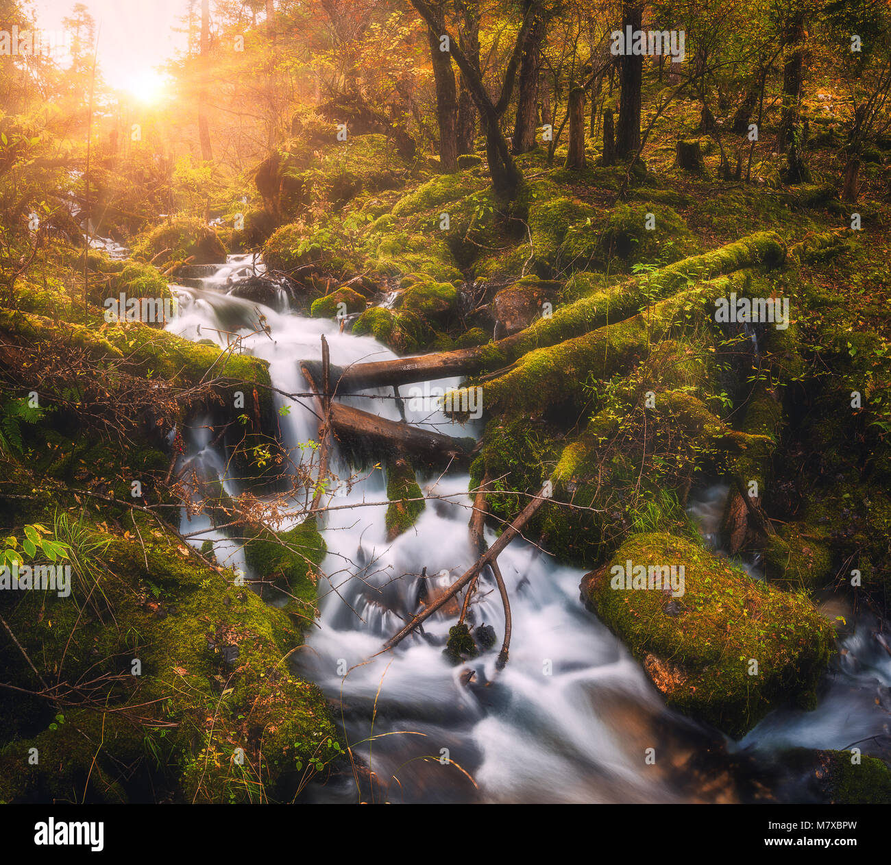 Bunte grünen Wald mit kleinen Wasserfall bei Mountain River bei Sonnenuntergang im Herbst. Landschaft mit Steinen bedeckt Moos in Wasser, Bäume, Wasserfall Stockfoto