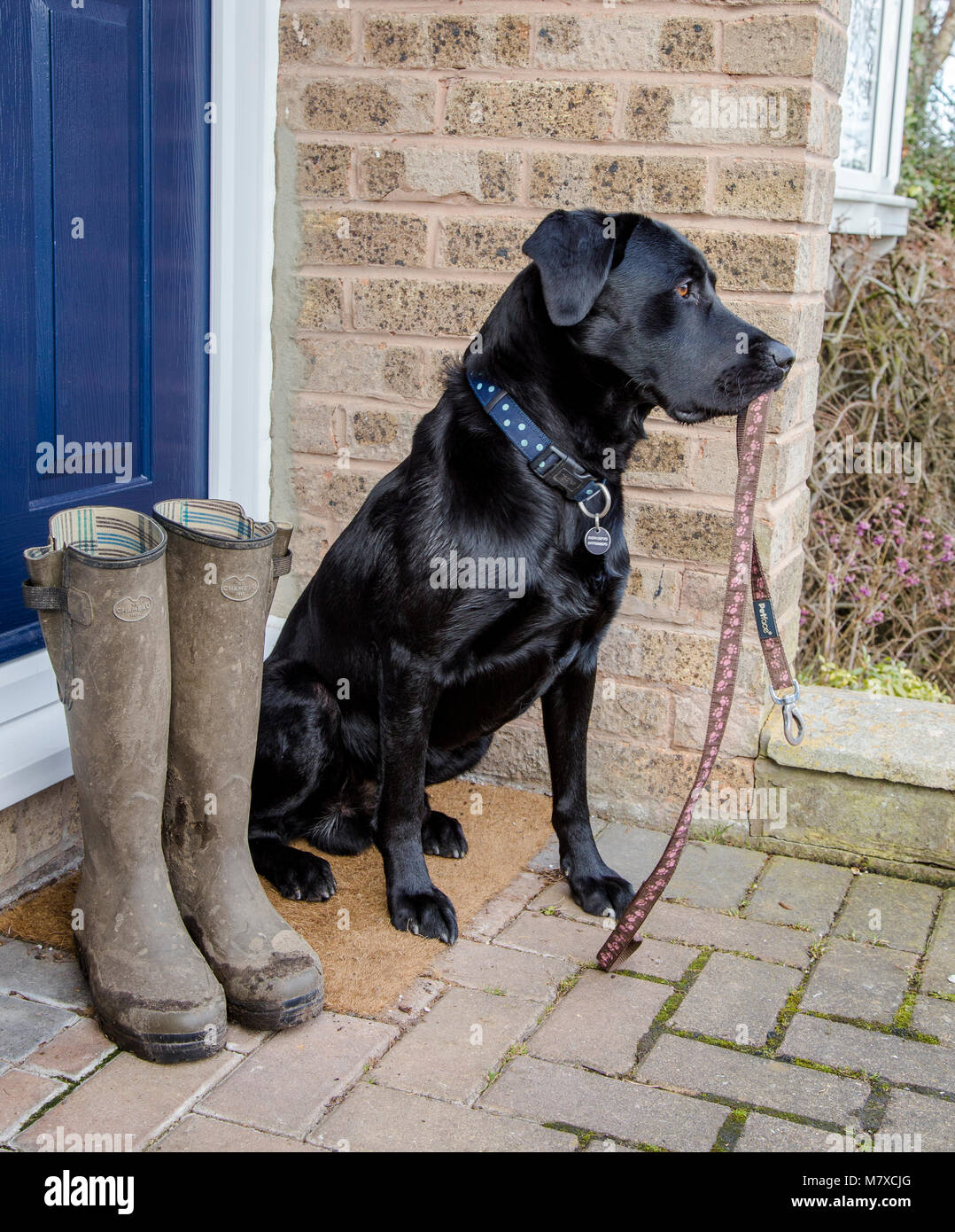 Ein schwarzer Labrador sitzt auf einer Tür, die einen Hund führen. Ein paar schlammige Gummistiefel sind neben ihm bereit für seine Besitzer für einen Hund zu tragen. Stockfoto