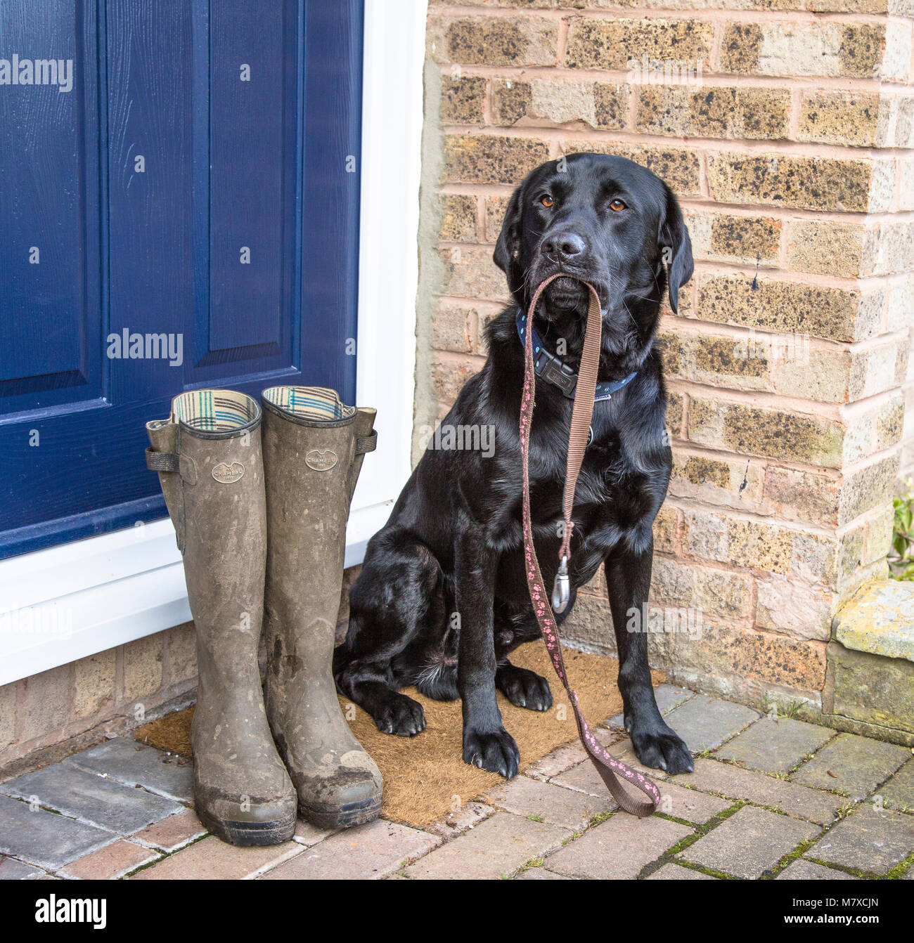 Ein schwarzer Labrador sitzt auf einer Tür, die einen Hund führen. Ein paar schlammige Gummistiefel sind neben ihm bereit für seine Besitzer für einen Hund zu tragen. Stockfoto