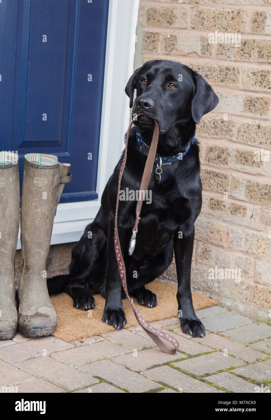 Ein schwarzer Labrador sitzt auf einer Tür, die einen Hund führen. Ein paar schlammige Gummistiefel sind neben ihm bereit für seine Besitzer für einen Hund zu tragen. Stockfoto