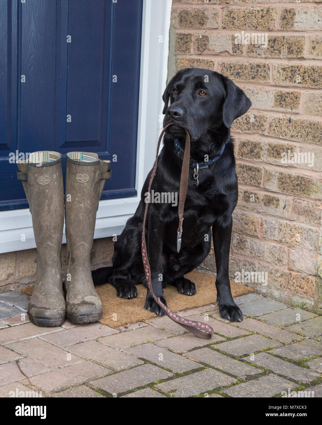 Ein schwarzer Labrador sitzt auf einer Tür, die einen Hund führen. Ein paar schlammige Gummistiefel sind neben ihm bereit für seine Besitzer für einen Hund zu tragen. Stockfoto