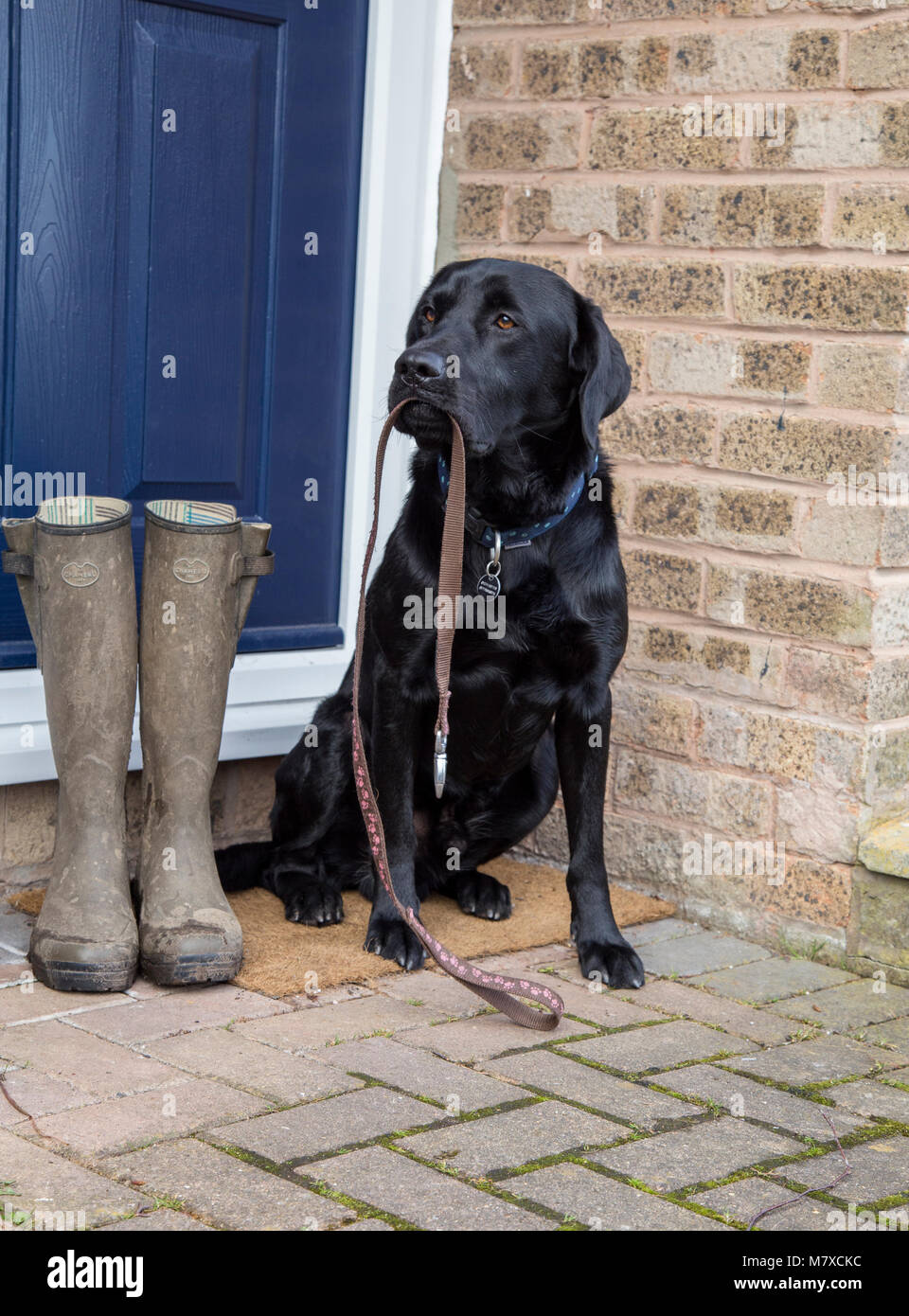 Ein schwarzer Labrador sitzt auf einer Tür, die einen Hund führen. Ein paar schlammige Gummistiefel sind neben ihm bereit für seine Besitzer für einen Hund zu tragen. Stockfoto