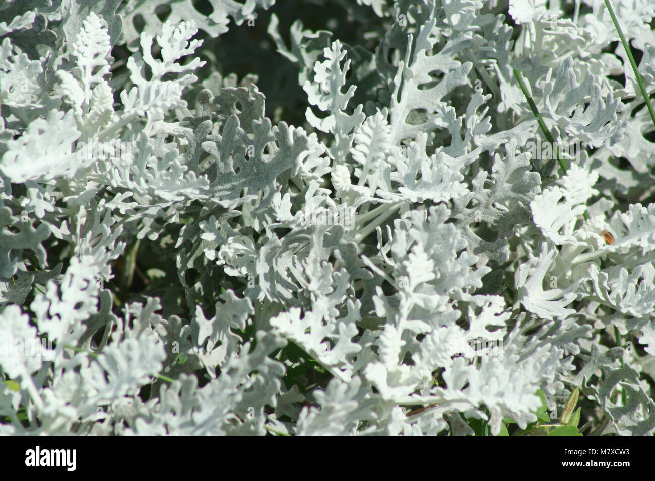 Eine silberne Staub Miller Pflanze Stockfotografie - Alamy