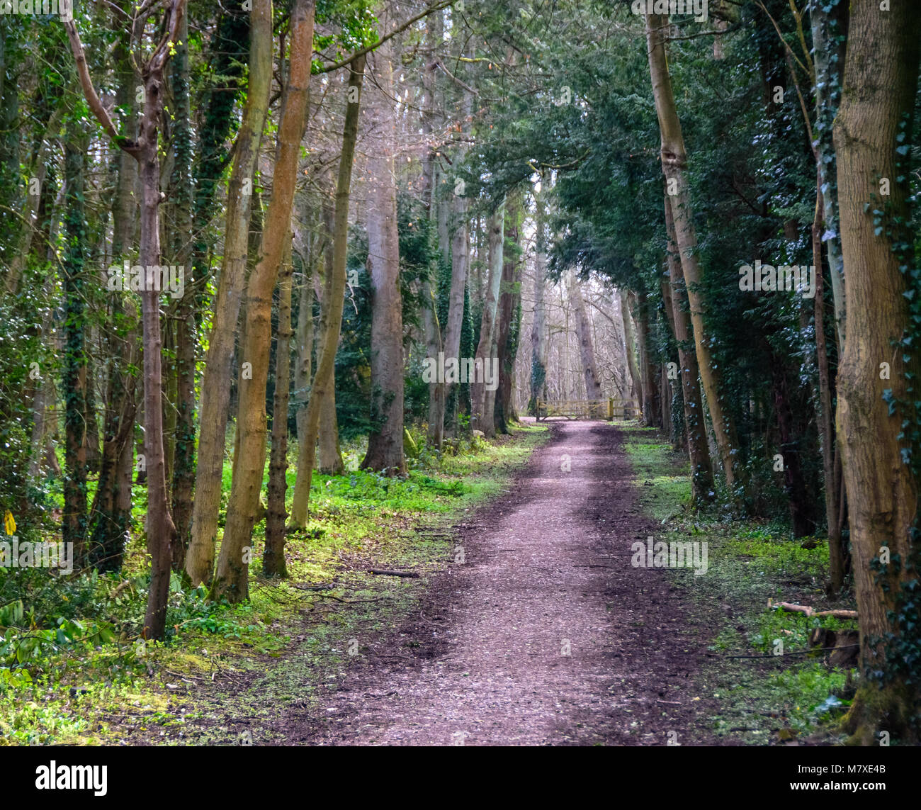 Ein Weg durch den Wald am Tring Park, Großbritannien Stockfoto