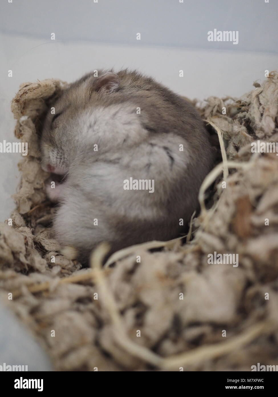 Sleeping Beauty Hamster Stockfoto