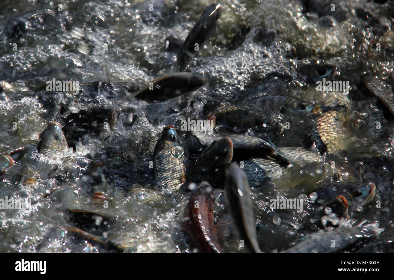 Java Tilapia Java tilapia -Fotos und -Bildmaterial in hoher Auflösung – Alamy