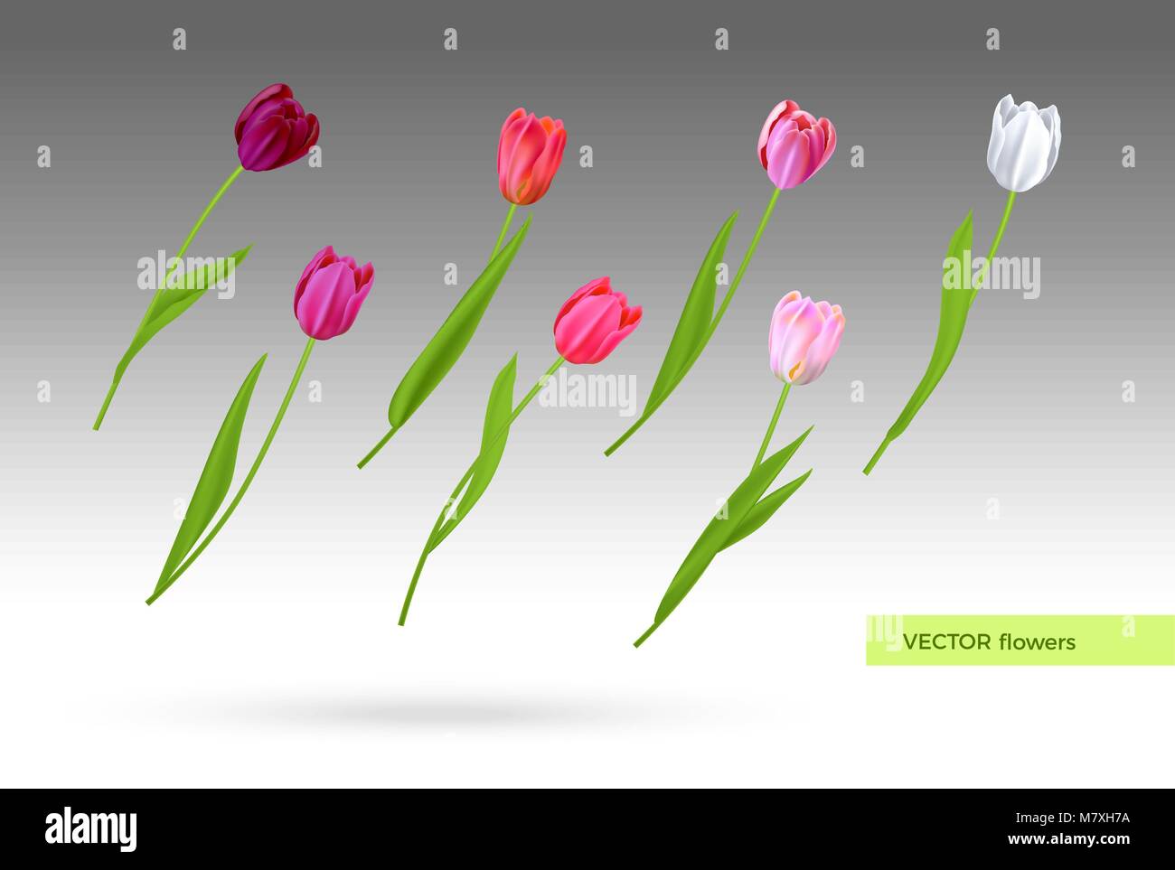 Vektor einrichten der Tulpen Blumen Stock Vektor
