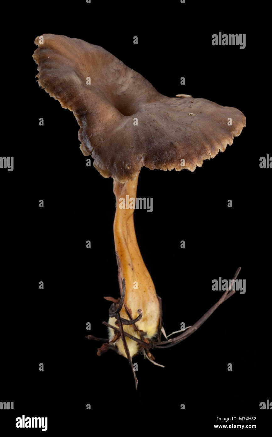 Einen einzigen Winter chanterelle - Cantharellus tubaeformis - auf einem schwarzen Hintergrund fotografiert. Hampshire England UK GB Stockfoto