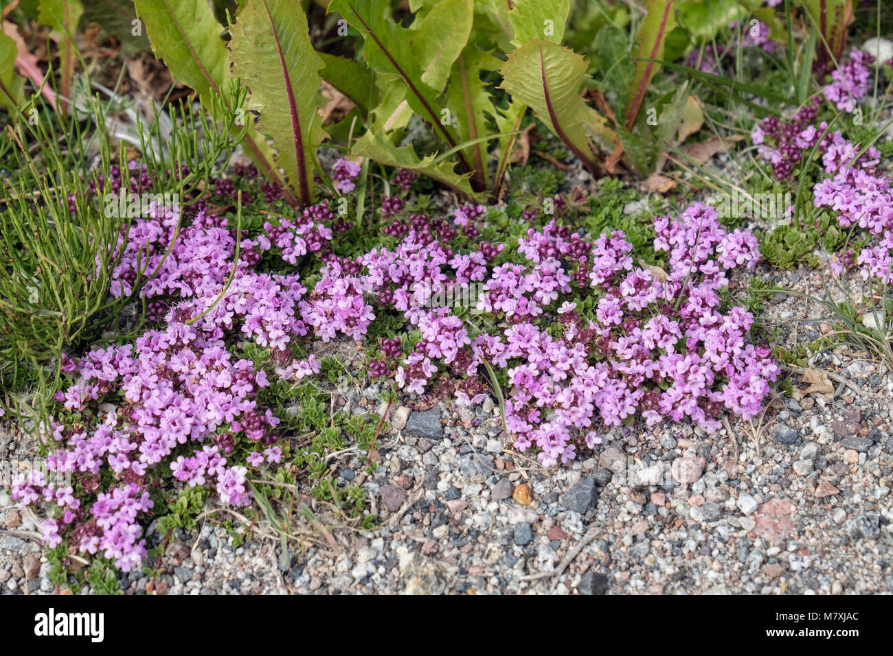 Wilder Thymian (Thymus polytrichus) Blumen in steinigen Tundra Lebensraum im Sommer wachsen. Narsaq, Kujalleq, Südgrönland Stockfoto