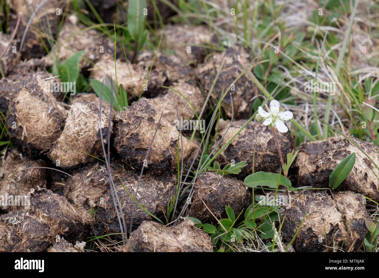 Drei gezahnten Cinquefoil (Sibbaldia tridentata) oder Tretands-Potentil wachsen in nährstoffreichen Moschusochse poo Kot. Qaqortoq, Kujalleq, Grönland Stockfoto