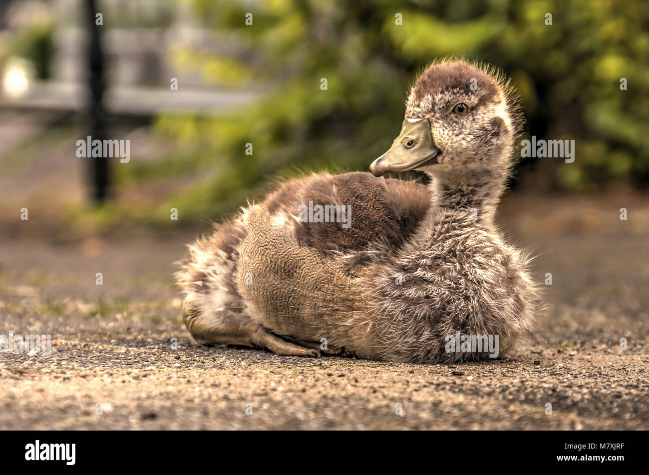 Junge nilegoose auf dem Gehsteig in der Nähe von Veerhaven, im Zentrum von Rotterdam sitzen Stockfoto